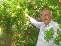 KATKI MADDESİ - Nar Ekşisi Yapımında Kullanılan 'Yaylacık Narı'nın Hasadı Başladı