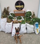 HINT KENEVIRI - Tokat'ta, 92 Kilo 900 Gram Esrar Ele Geçirildi