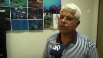 KONYAALTI SAHİLİ - Balıkçılara 'Akdeniz Foku' Uyarısı