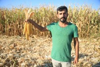 AŞIRI YAĞIŞ - Batman'da İlk Mısır Hasadı Başladı
