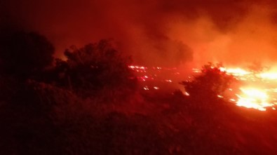 Burhaniye'de Arazi Yangınında Mandalina Ağaçları Zarar Gördü