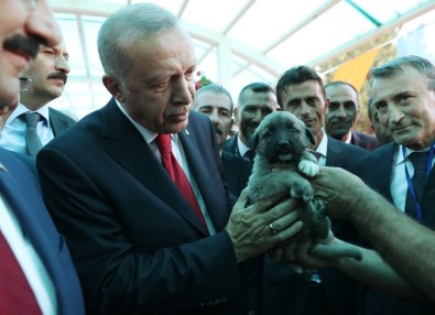 Cumhurbaşkanı Erdoğan'a Kangal Yavrusu Hediye Edildi