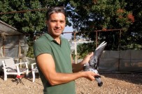 BAKIŞ AÇISI - Genç Dekorasyoncunun Güvercin Merakı Görenleri Şaşırtıyor