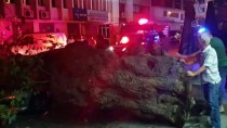 ORHAN KILIÇ - İzmir'de Ağaç Devrildi Açıklaması 1 Yaralı