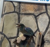 VAN YÜZÜNCÜ YıL ÜNIVERSITESI - Yaralı Gökkuzgun Kuşu Tedavi Altına Alındı