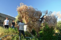 Bafa Gölü Bölgesinde Zeytin Ağaçları Kuruyor