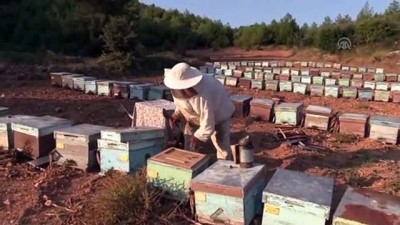 'Biyolojik Kirlilik Arı Ölümlerini Artırıyor'