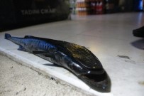 KILIÇ BALIĞI - Bodrum'da Oltasına Takılan Balığı Görünce Şoke Oldu