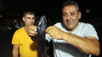 KILIÇ BALIĞI - Bodrum'da Oltaya Vantuz Balığı Takıldı