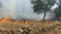 HELIKOPTER - Burhaniye'de Makilik Alanda Çıkan Yangın Zeytinliklere Sıçradı