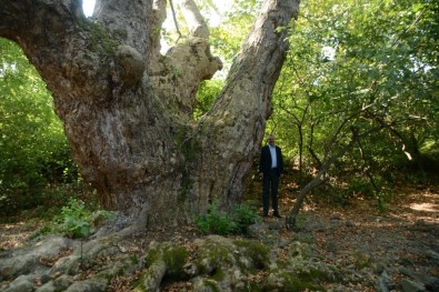 Bursa'da Bin 100 Yıllık Çınar Ağacı Bulundu