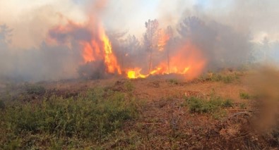 Bursa'daki Orman Yangınlarının Failleri Yakalandı