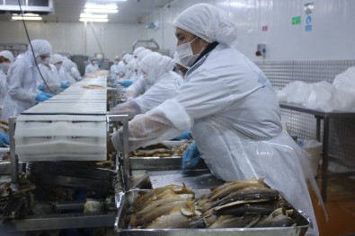 Denizli'den Dünyanın 80 Ülkesine Yıllık 6 Bin Ton Tütsülenmiş Balık Gönderiyorlar
