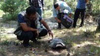 AFYON KOCATEPE ÜNIVERSITESI - Domaniç'te Nesli Tükenme Tehlikesi Altında Olan Porsuk Bulundu