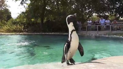 Hayvanat Bahçesi Sakinlerinin Beslenme Saati