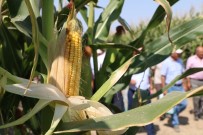 FATIH ÖZDEMIR - Konya'da 6 Çeşit Yerli Mısır Tohumu Çiftçiye Tanıtıldı