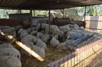 YUNUSEMRE - Mobil Hayvan Yıkama Aracı Hizmete Devam Ediyor