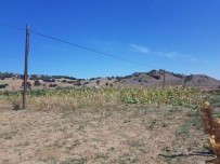 TÜRK TELEKOM - Sungurlu'da Telefon Kablolarını Çaldılar