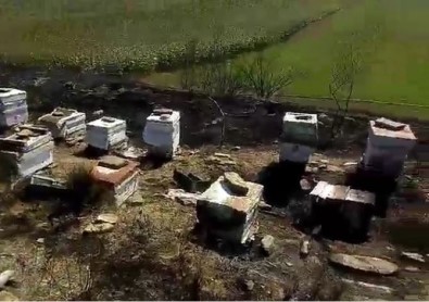 Tekirdağ'da 40 Sandık Arı Kovanı Yandı