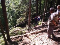 KıZıLKAYA - Üzerine Ağaç Devrilen Şahıs Hayatını Kaybetti