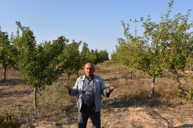Aksaray'da Yeraltı Su Kaynaklarının Çekilmesi Ağaçların Kurumasını Neden Oluyor