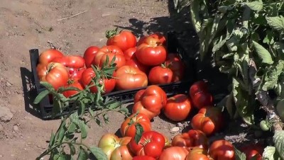 Huzur Bulduğu Köyünde Organik Sebze Ve Meyve Yetiştiriyor