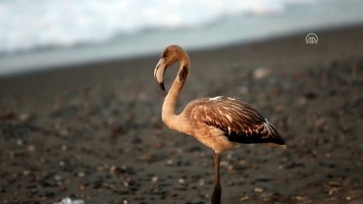 Kastamonu'da Sahilde Görülen Flamingo İlgi Odağı Oldu