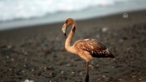 FLAMİNGO - Kastamonu'da Sahilde Görülen Flamingo İlgi Odağı Oldu