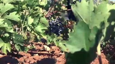 Kurşun Seslerinin Yankılandığı Araziler Tarıma Açıldı