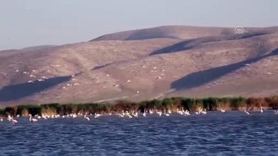 Rehabilite Edilen Gölet Kuş Sesleriyle Şenleniyor