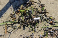 Binlercesi Sahile Vurdu Açıklaması Görenler Gözlerine İnanamadı