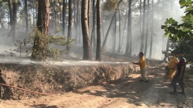 Bursa'da Orman Yangını 20 Dönüm Alanı Kül Etti