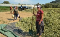 MıSıR - Çiftçiler Kışlık Kaba Yem Hazırlıklarına Başladı