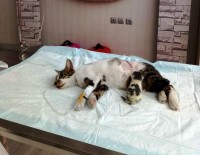 SOKAK HAYVANI - 'Şans' Sezaryenle Geldi