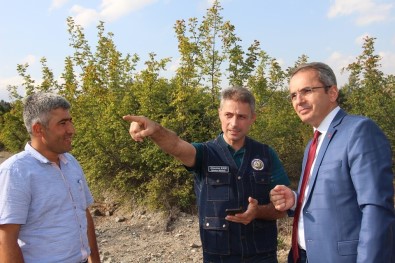 Tosya'da Bal Ormanı Kuruluyor