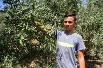 ZEYTİN YAĞI - Dağı Taşı Zeytin Bahçesine Çevirdiler, Rekor Üretim Bekliyorlar