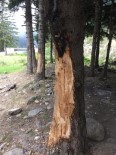 5 Liralık Çıra İçin 70 Yıllık Ağaçlara Böyle Zarar Verdiler Haberi