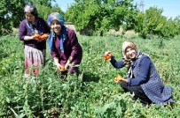 KOOPERATIF - Kadın Girişimciler, Kurdukları Kooperatifle Siparişlere Yetişemiyor
