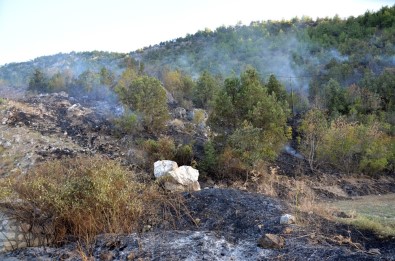 Sigara İzmariti 5 Dönümlük Ormanı Kül Etti