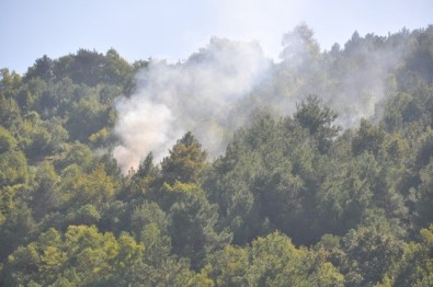 Sinop'ta Şüpheli Orman Yangını