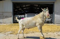 SÜT ÜRÜNLERİ - Türkiye'nin En Modern Keçi Çiftliği İzmir'de Kuruldu