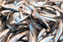 BALIK SEZONU - Yasak kalktı, tezgahlar balıkla dolmaya başladı