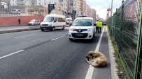KÖPEK - Refüjde Mahsur Kalan Köpeğin Yardımına Polis Koştu