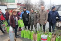 ÇAM AĞACI - Yalova'da Vatandaşlara 2 Bin 200 Çam Fidanı Dağıtıldı