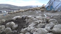 SU ÇİÇEĞİ - Elazığ'da Çiçek Hastalığı 600'Den Fazla Koyunu Telef Etti