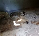 İzmir'de 12 Yavru Köpeğin Zehirlenerek Öldürüldüğü İddiası
