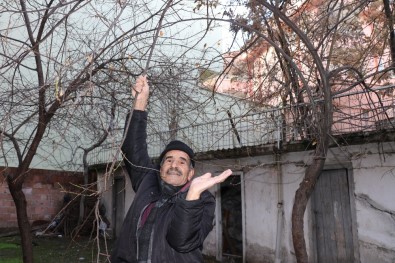 Malatya'da Erik Ağacı Kış Ortasında Meyve Verdi