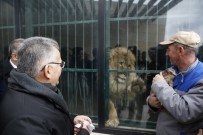 MEMDUH BÜYÜKKıLıÇ - Yavru Aslanların İsmini Vatandaşlar Belirleyecek