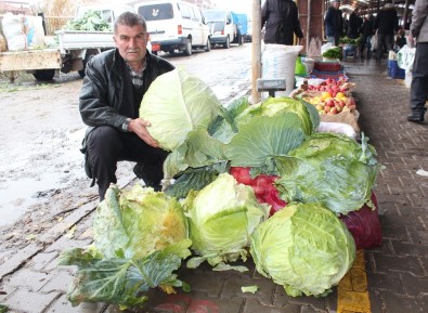 Dev Lahana Görenleri Şaşırttı