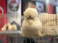 FEDERASYON BAŞKANI - Güzellik Yarışmasına Katılan Tavuklara Yoğun İlgi